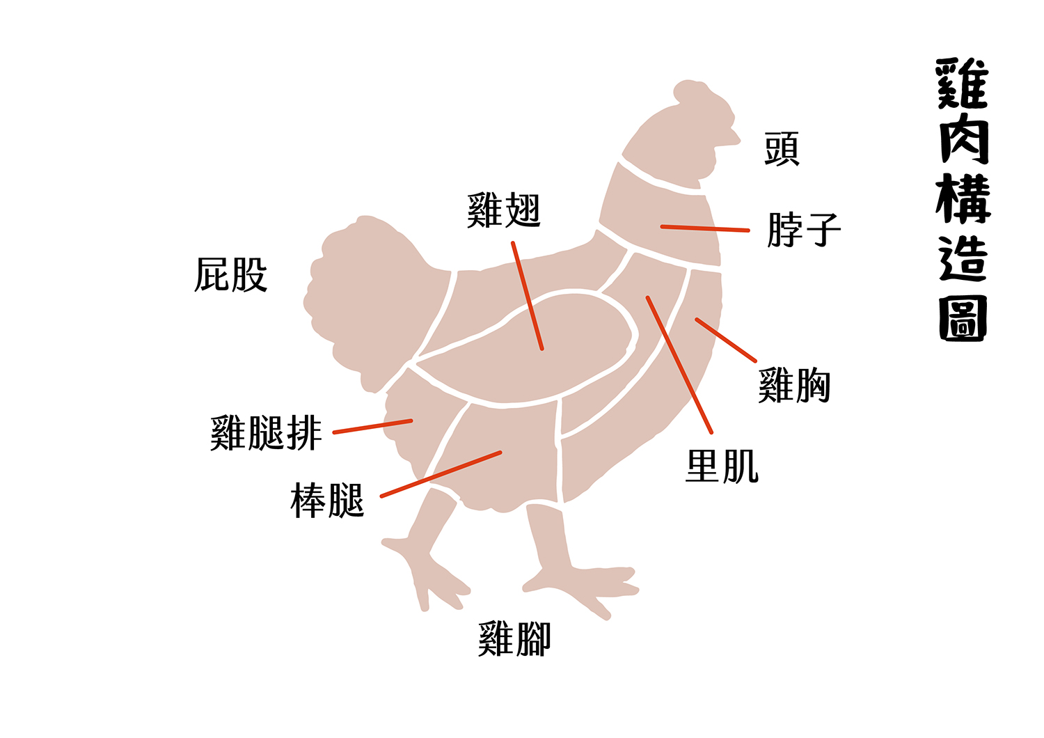 雞肉構造圖