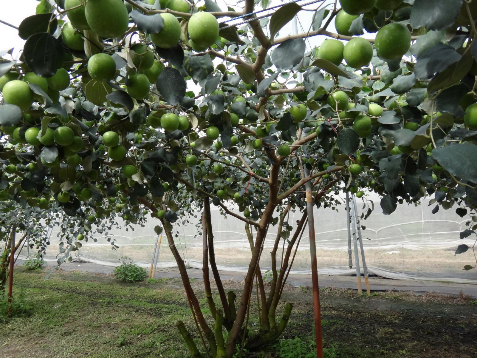 蜜棗樹高約5-10公尺
(照片來源：鳳山熱帶園藝試驗分所　郭展宏助理研究員提供)