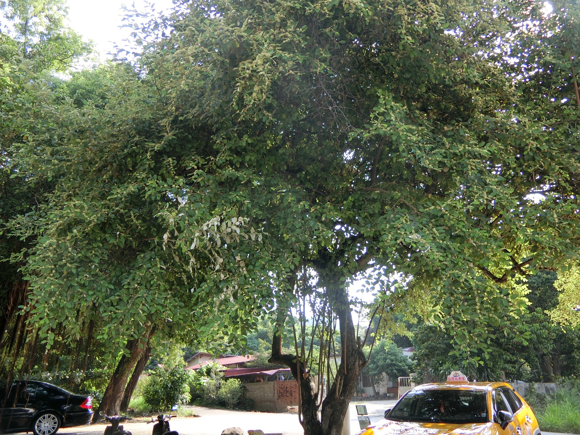 栽培管理下的棗樹大約2-4公尺
(照片來源：高雄區農業改良場)