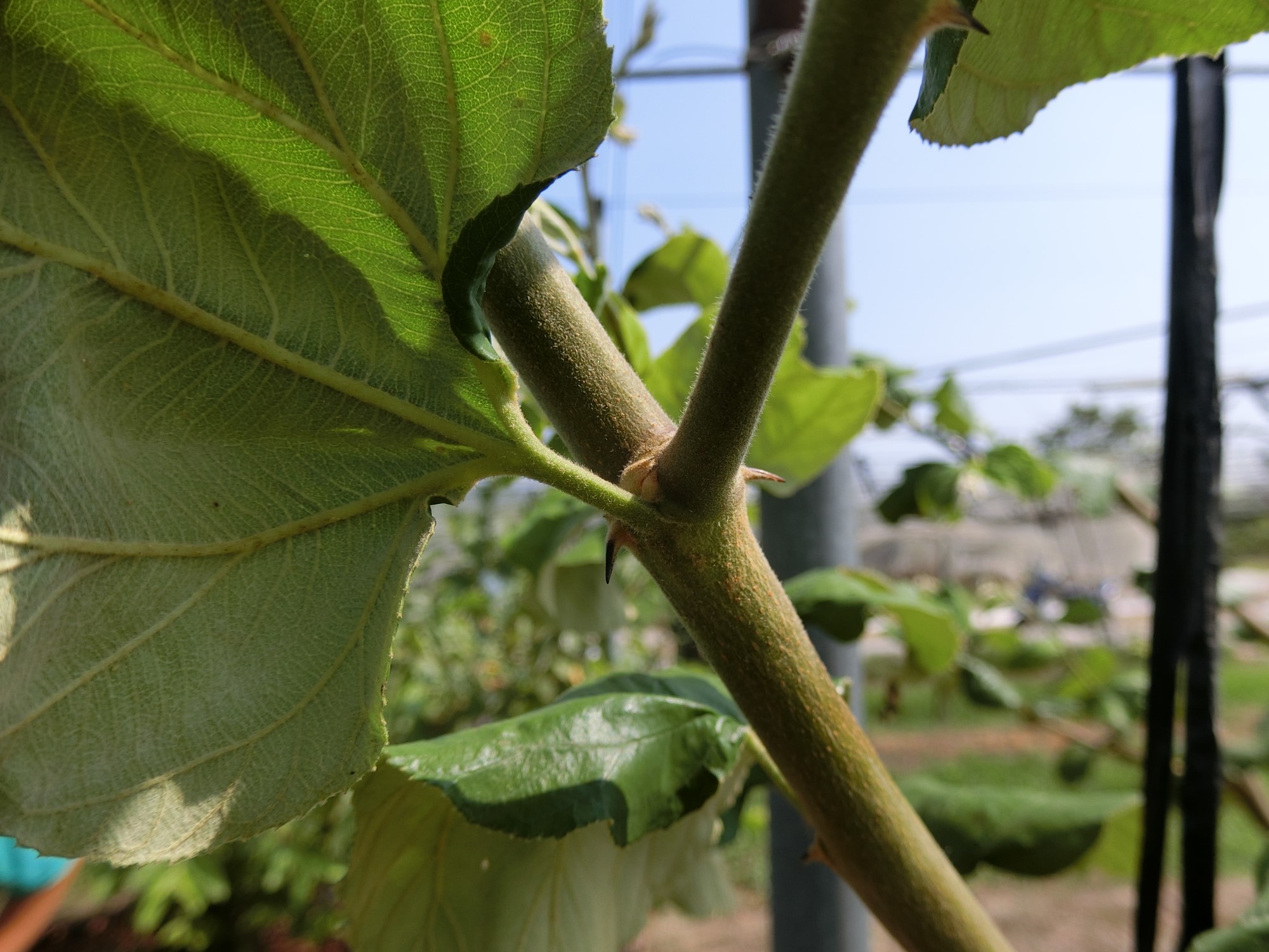 蜜棗莖上在節的位置有刺的，需要小心操作以避免受傷。
(照片來源：鳳山熱帶園藝試驗分所　郭展宏助理研究員提供)