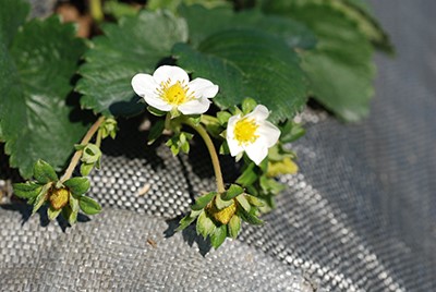 草莓葉
