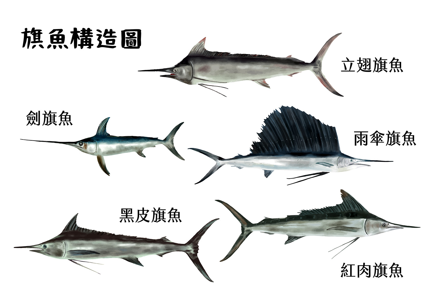 旗魚構造圖