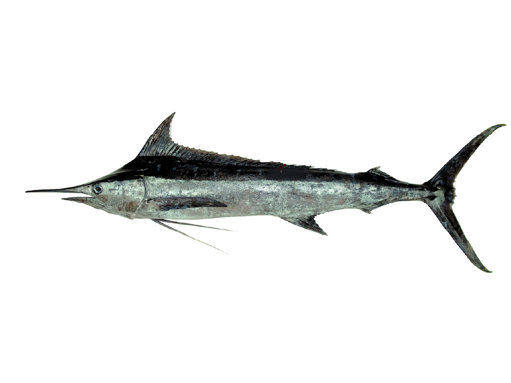 黑皮旗魚