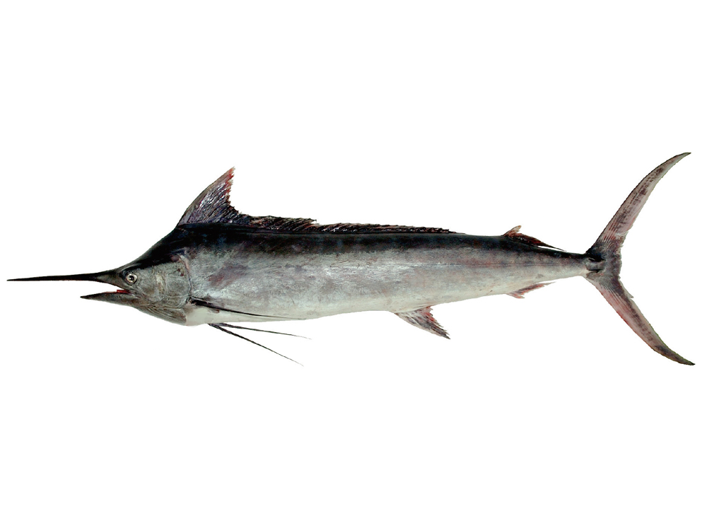 立翅旗魚（白皮旗魚）