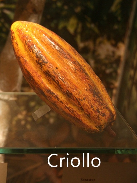 Criollo（克里奧羅）果實