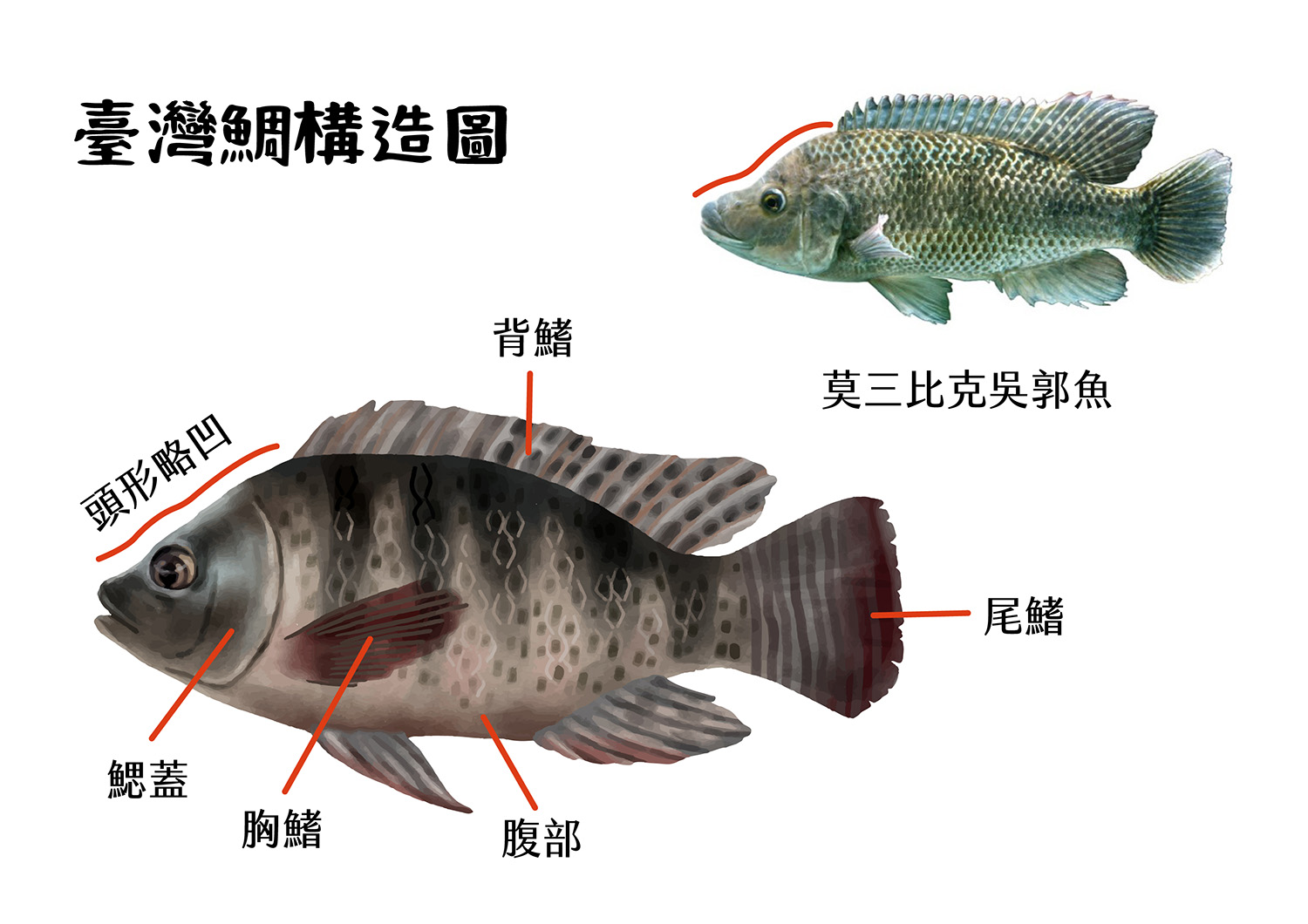 臺灣鯛構造圖