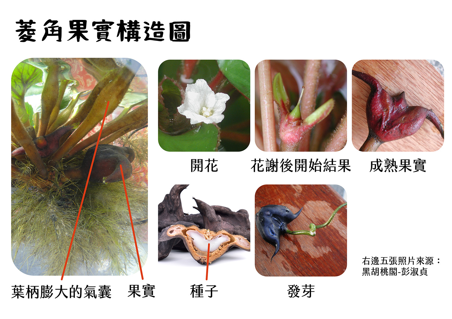 菱角果實構造圖