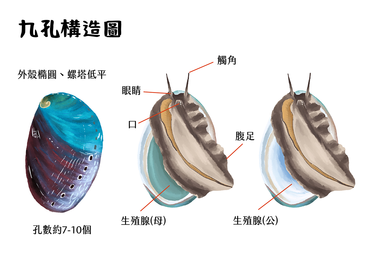 九孔構造圖