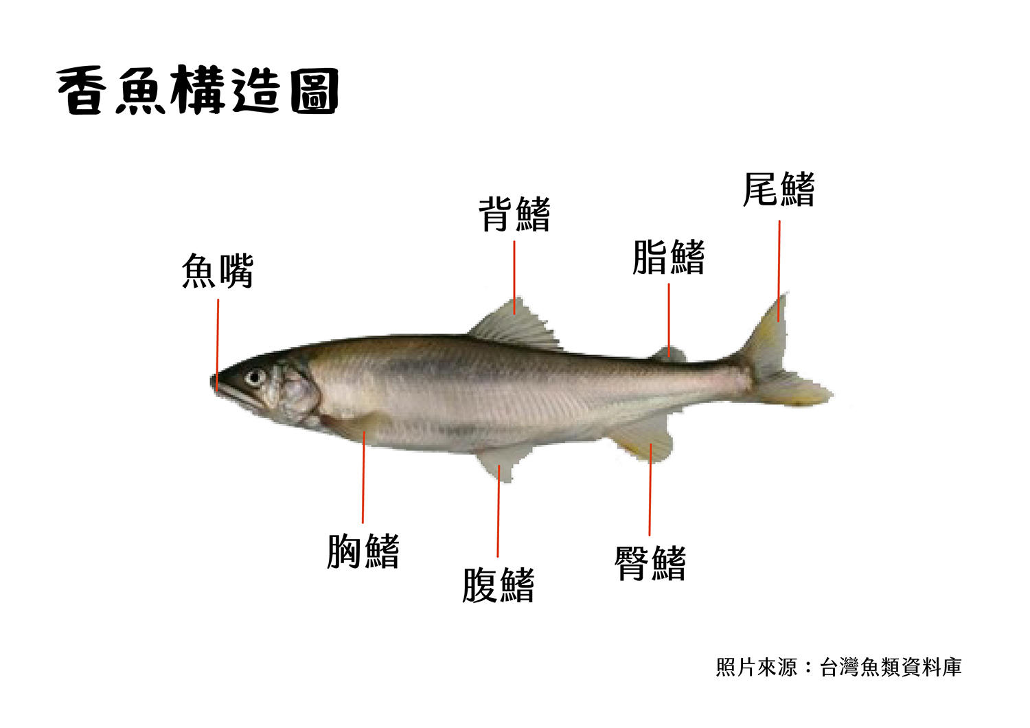 香魚構造圖