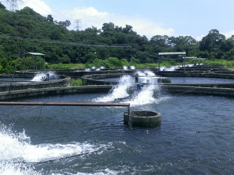 圓形養殖池