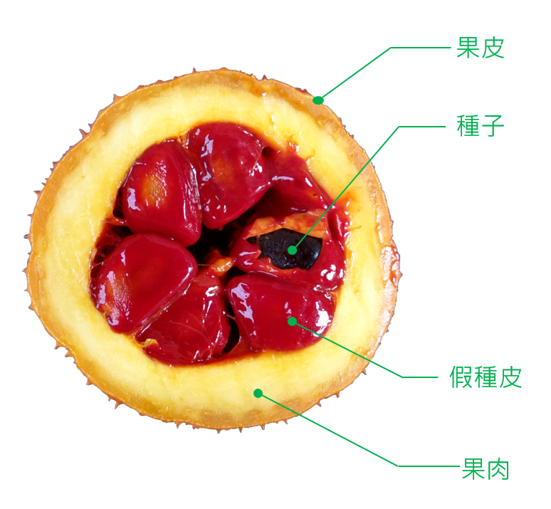 木虌果果實構造圖