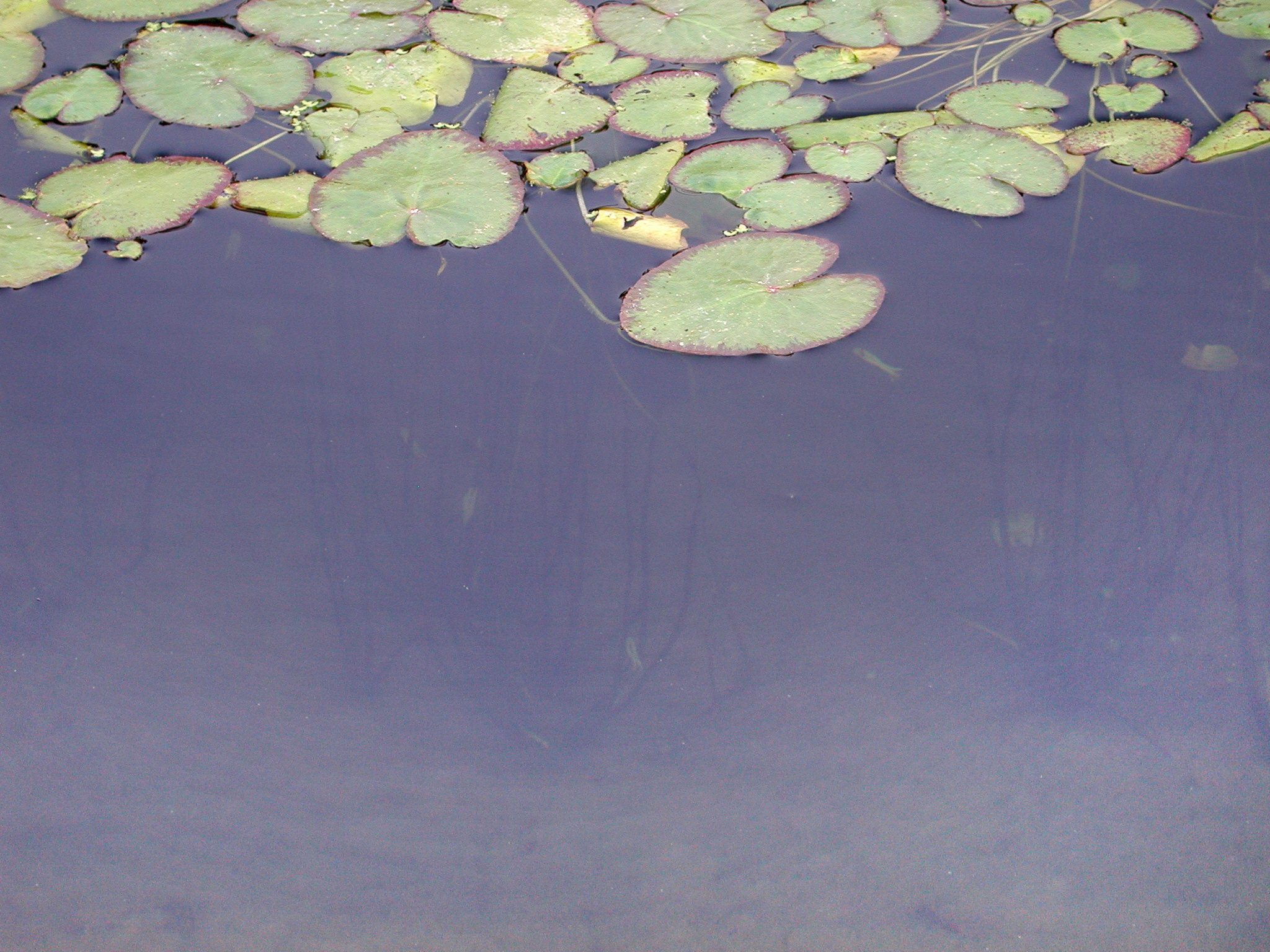 水中一條一條黑色的就是野蓮的葉柄