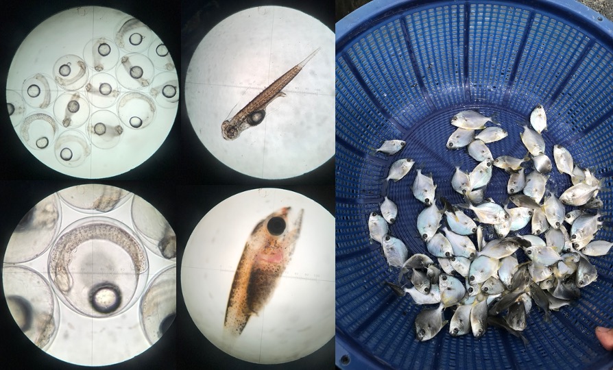 短鰭黃鱲鰺魚卵與魚苗