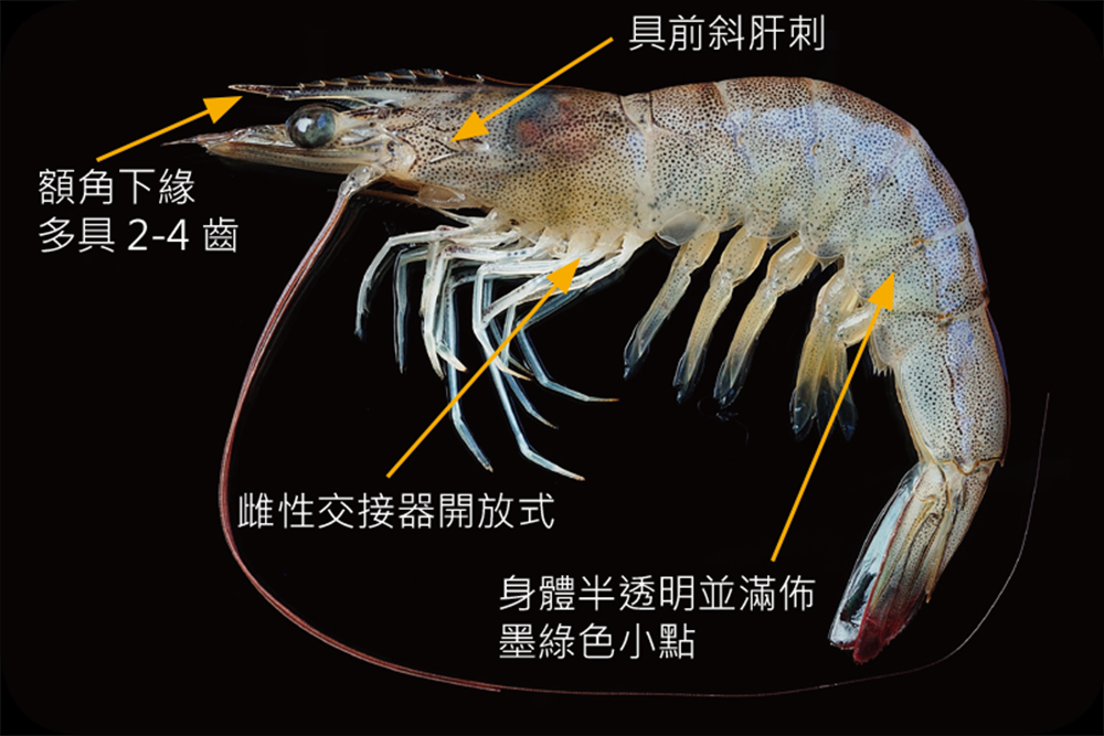 白蝦（凡納對蝦）