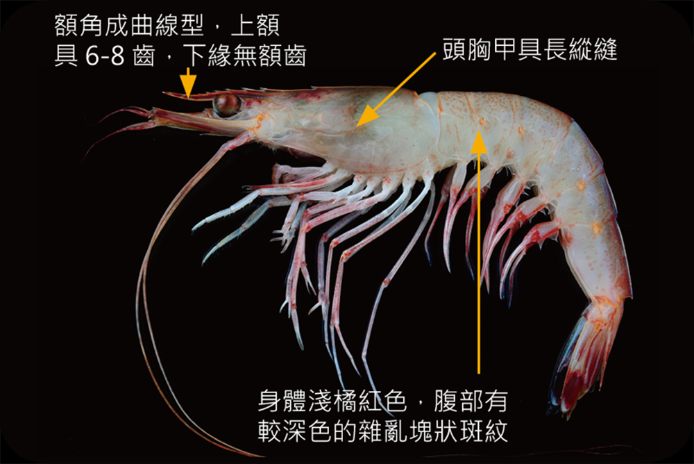 劍蝦（矛型擬對蝦、哈氏彷對蝦）