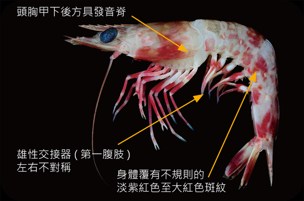 火燒蝦（鬚赤蝦）