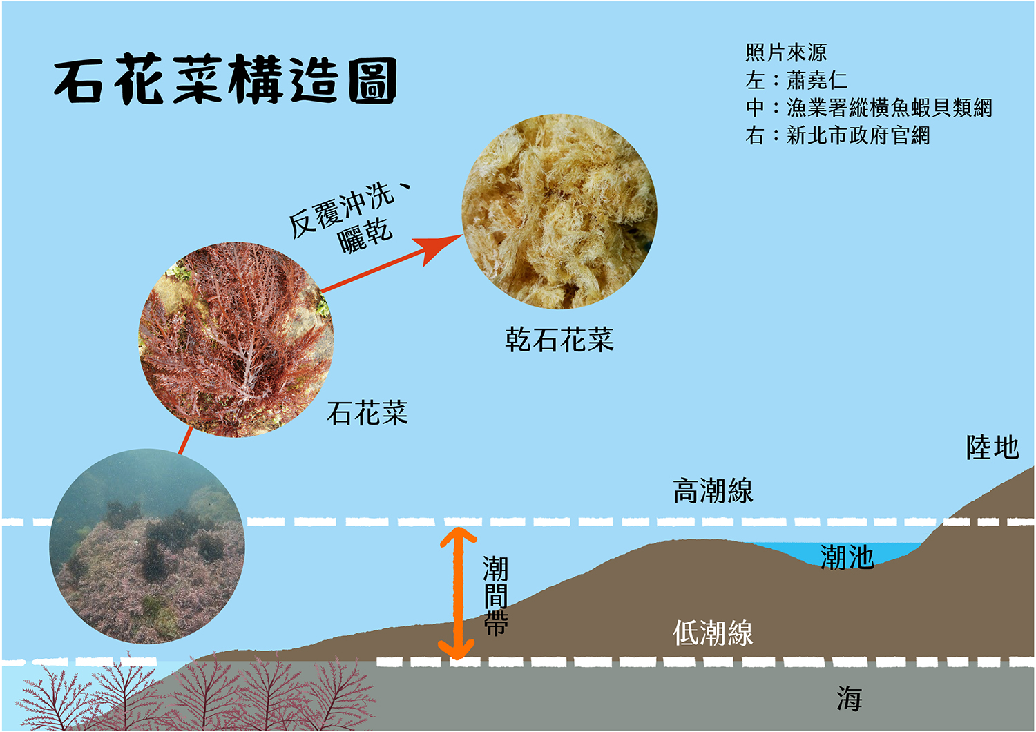 石花菜特徵