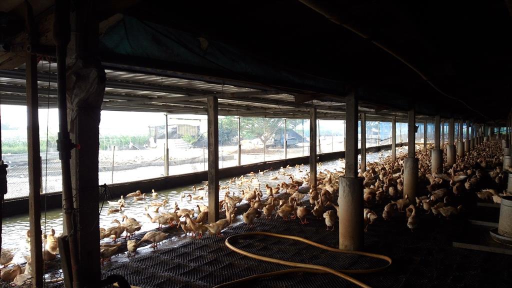 室內平飼養鴨場