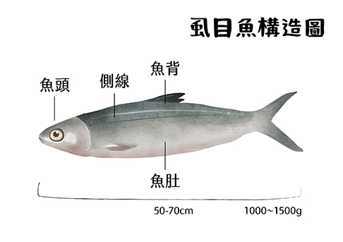 虱目魚構造