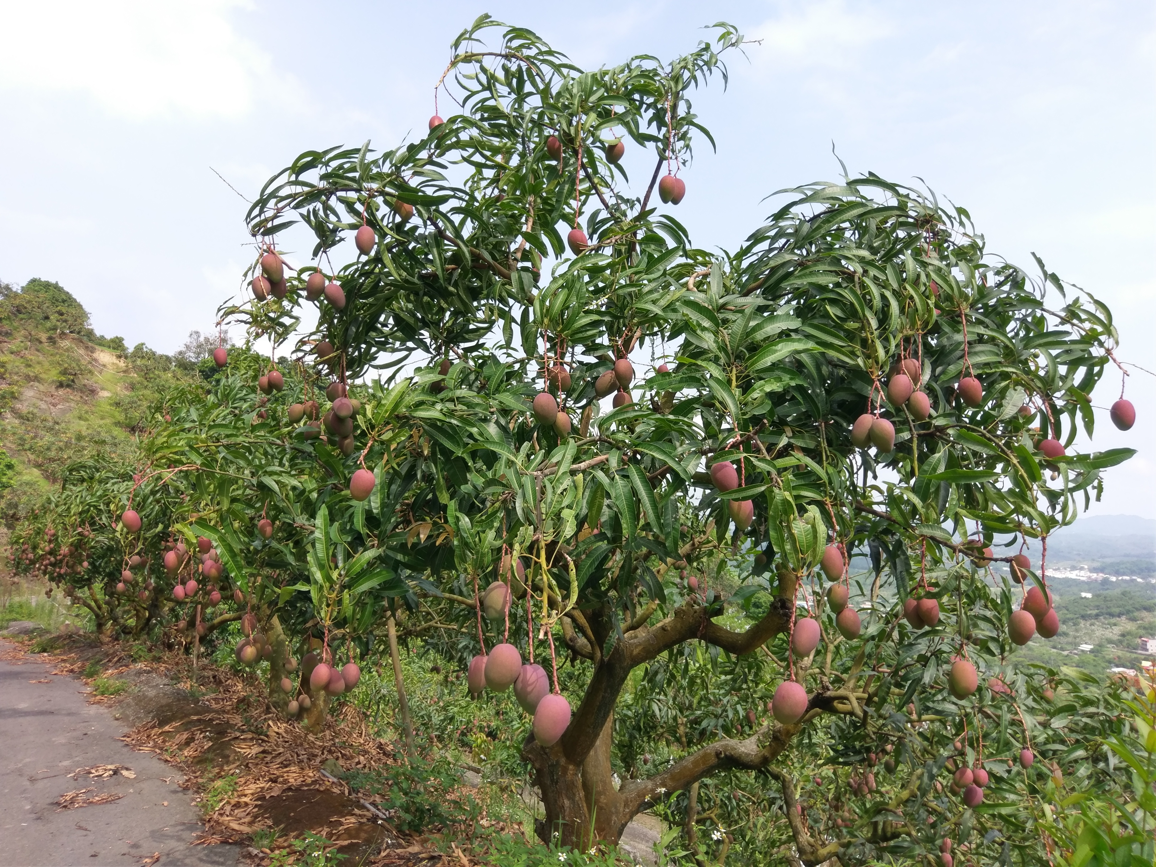 芒果樹與果實