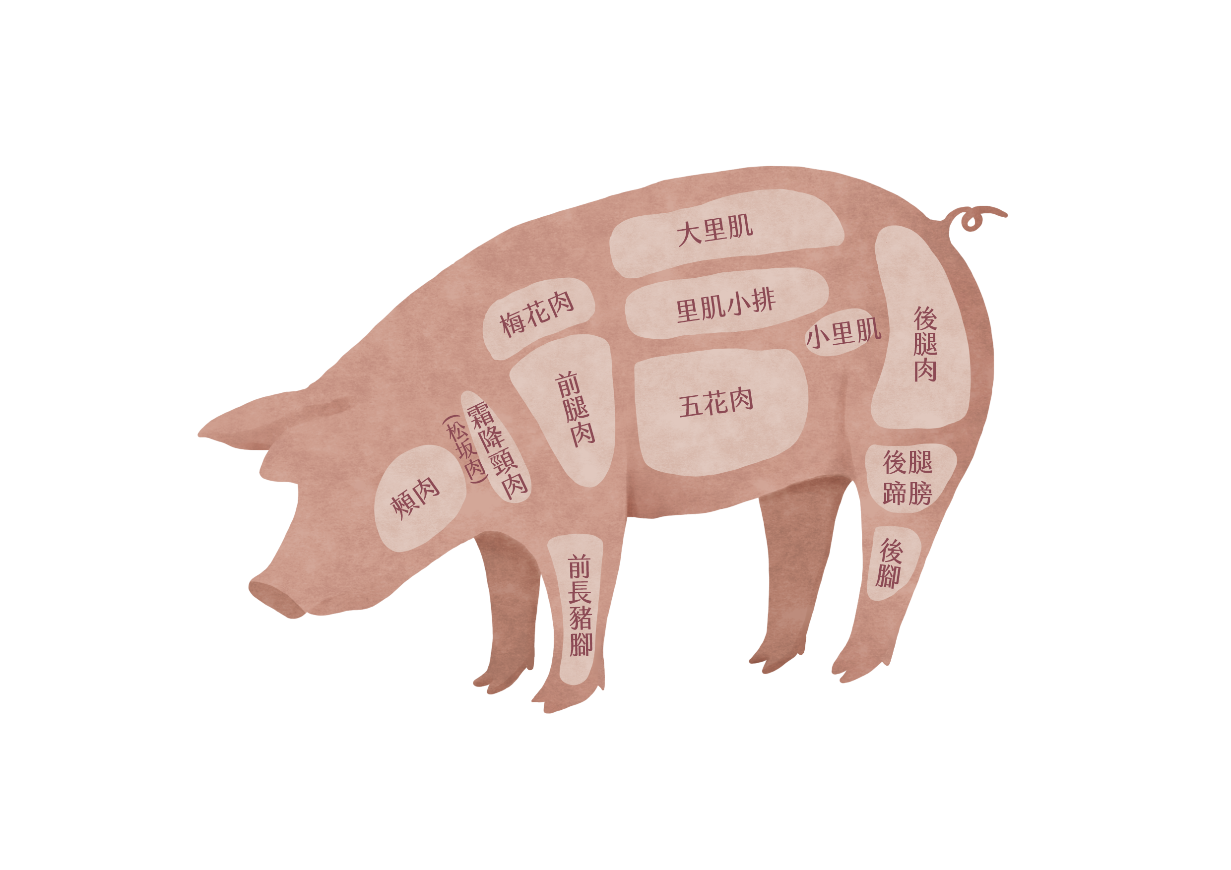 豬肉部位