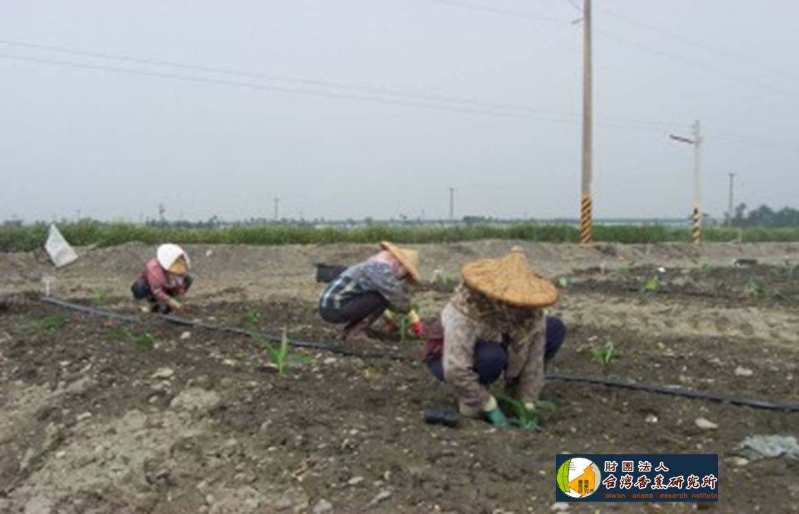 果農種香蕉苗的樣貌