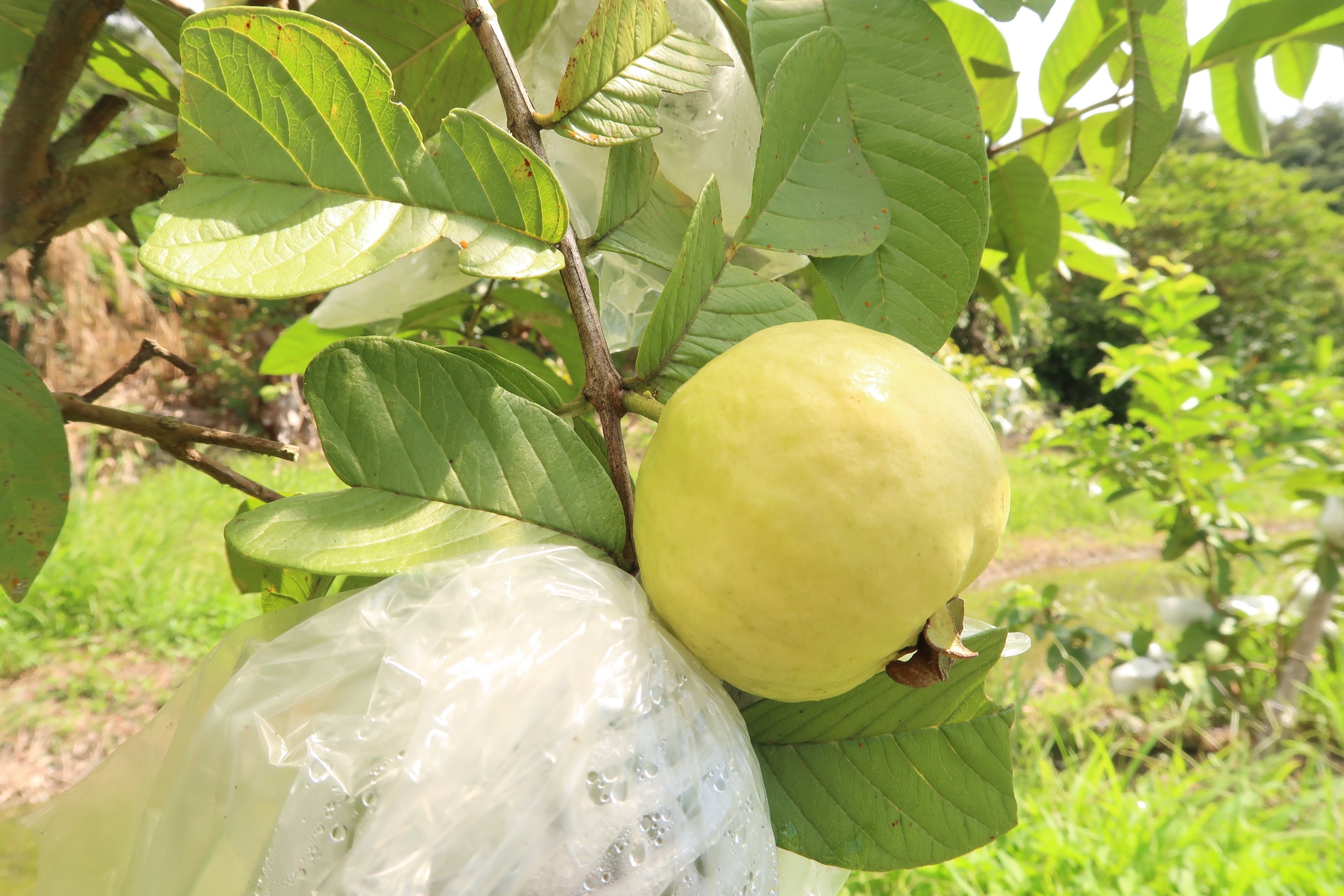 「中山月拔」成熟時果皮呈淡黃色