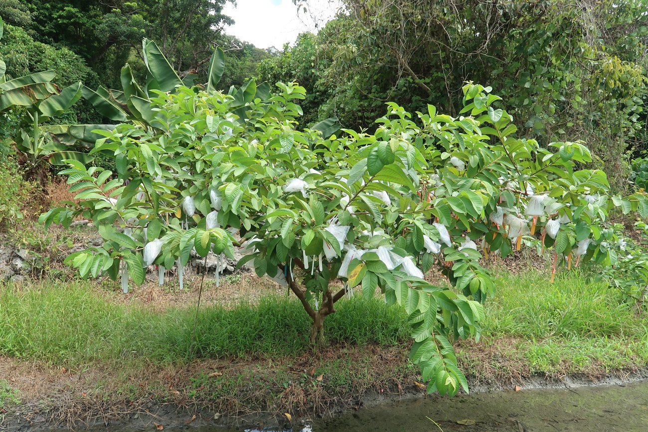 進行開心型整枝及中度修剪之中山月拔植株生長良好，結實纍纍