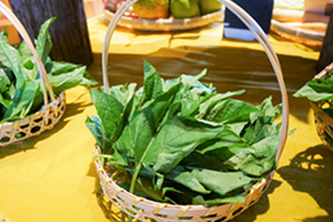 圖4.木鱉果不儘果實可食，葉片也是原住民族常食用的野菜，β胡蘿蔔素、維生素C、葉黃素等營養素豐富